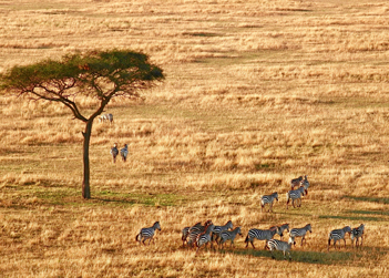 TN-Serengeti