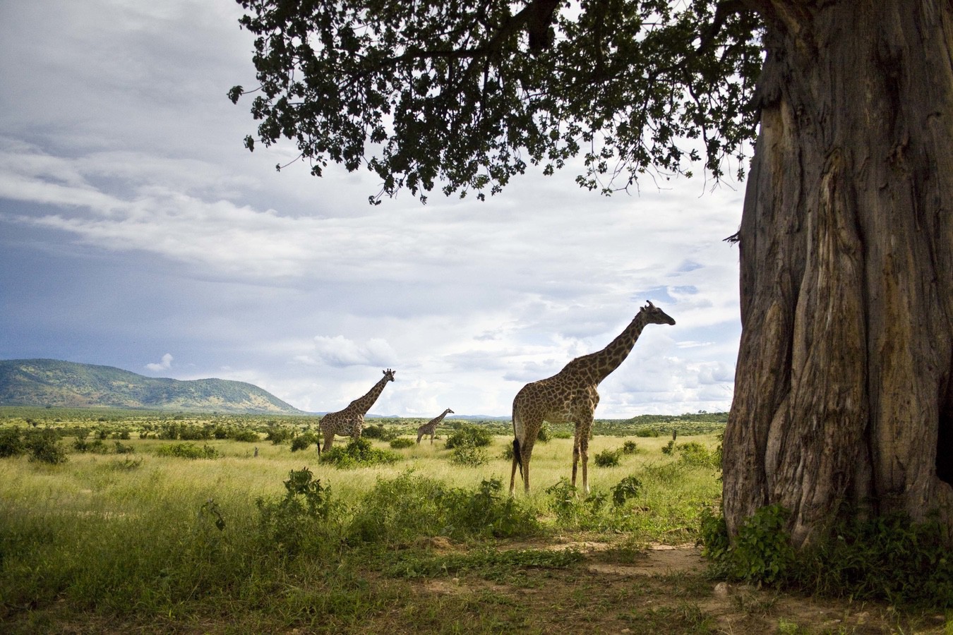 Ruaha-National-Park