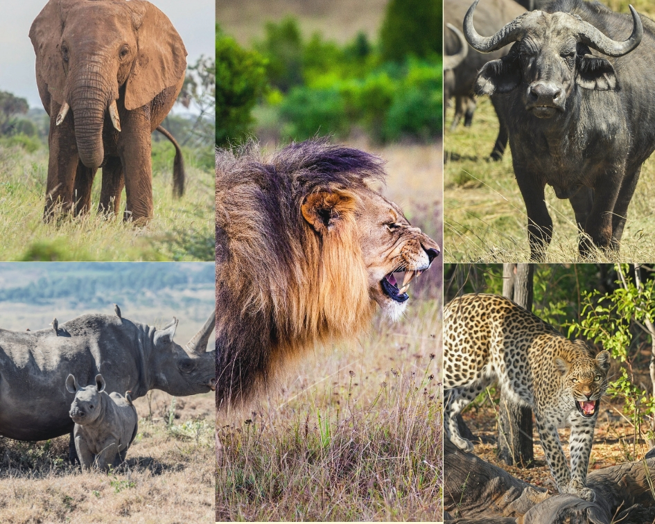 Fun Facts About the Big Five - Let's Go Safari