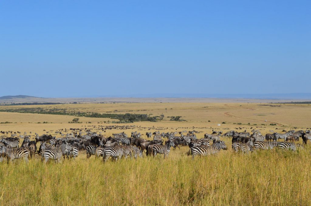 safari-Kenya