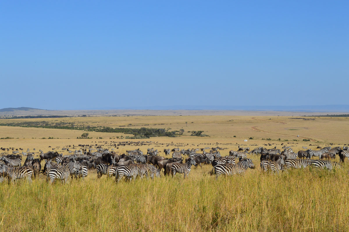 The Curve by the park, Kenya Safaris Tours