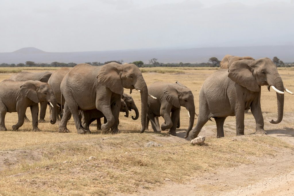 <span class="safaris-country">Kenya</span><br> Breathtaking Amboseli by flight<br> <span style="font-size:16px;">3 days / 2 nights</span>