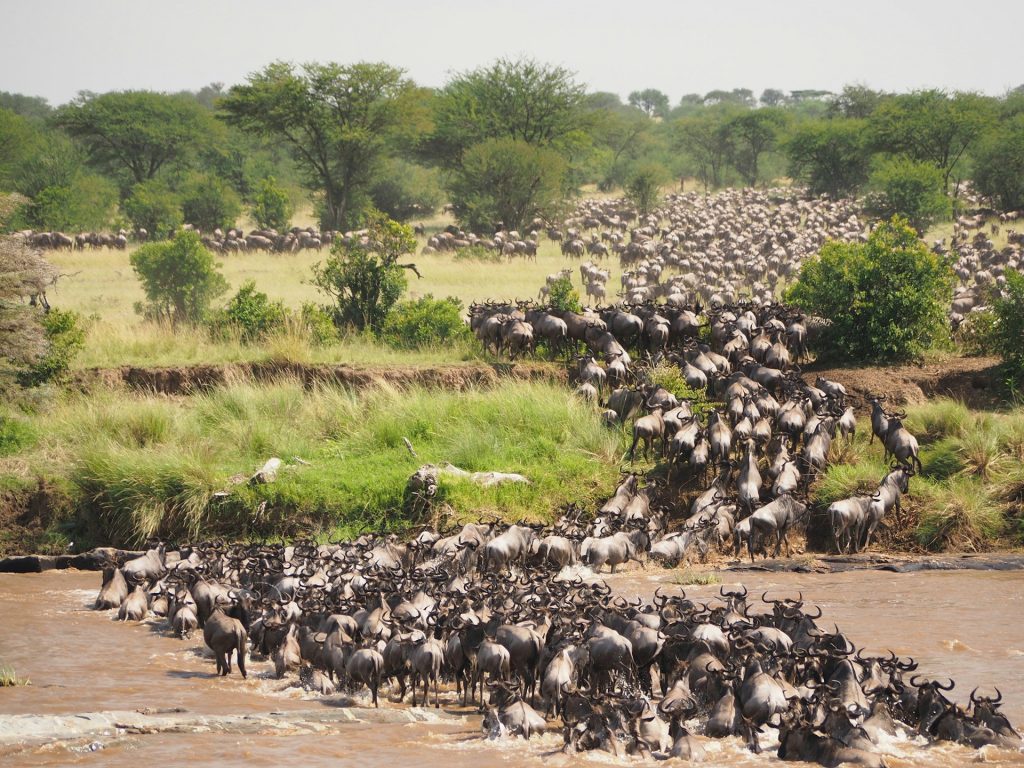 Masai Mara (4)