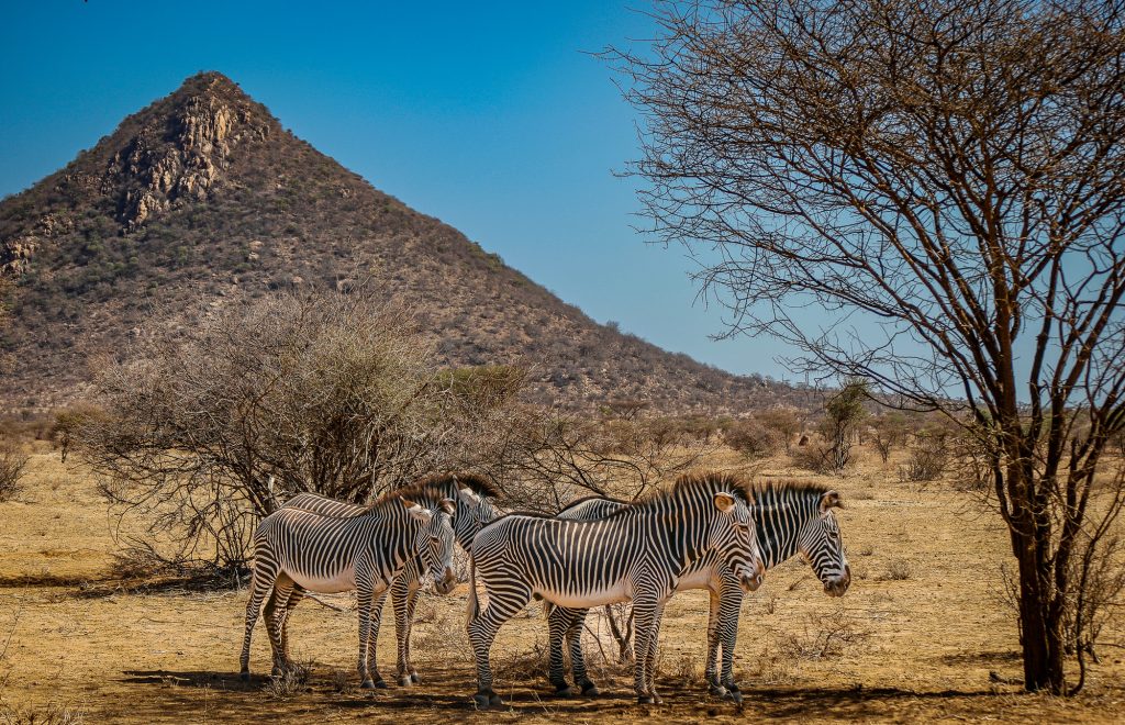 <span class="safaris-country">Kenya</span><br> Tree hotel circuit<br> <span style="font-size:16px;">8 days / 7 nights</span>